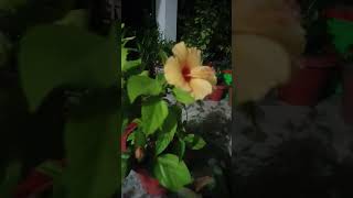 Hibiscus 🌺 🌺 nature gardening trends botanylove  gardening flowers  viral shorts ytshorts [upl. by Netta909]