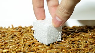 Can mealworms eat PLASTIC Styrofoam [upl. by Irtimid365]