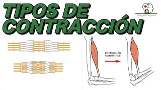 LA CÉLULA CARDÍACA Propiedades Estructura CONTRACCIÓN Mecanismos Fisiología Cardíaca 1 [upl. by Lucania]