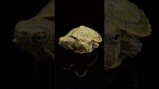 Two Headed Turtle Update‼️ Part 3 [upl. by Kacie]