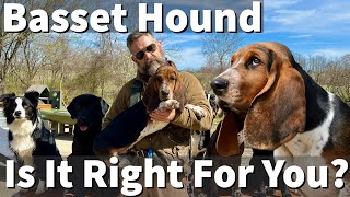 Basset Hound  Is It Right For You Part 1 [upl. by Lonergan]