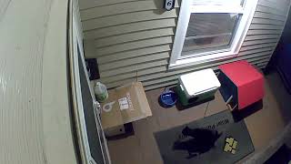 3 legged cat limping on porch to find food [upl. by Moriyama]