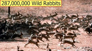 How To Deal With 287 Million Wild Rabbits Of Australian Farmers  Farming Documentary [upl. by Yarezed]