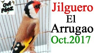 Canto del jilguero quotel arrugaoquot [upl. by Ahsiele]