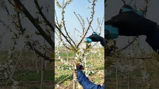 Pruning Cherry Tree Wisdom Tips Tools Machines Easy Easyway Easywork [upl. by Ettennahs]