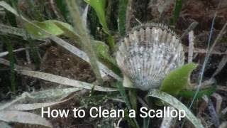 How to Clean a Bay Scallop [upl. by Tioneb328]