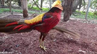 Golden Pheasant Courtship Display [upl. by Acissaj141]