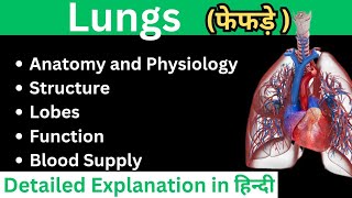 Lungs 🫁 Anatomy and Physiology in Hindi Interior of Lungs  Functions  Blood Supply  Lobes [upl. by Barkley]