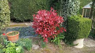 En avril le PHOTINIA magnifique feuillage rouge [upl. by Elsa]