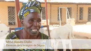 Aïssata Diallo – Un projet d’élevage réussi  Swisscontact [upl. by Shewmaker320]