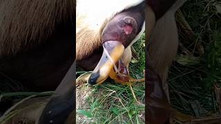 Kidding  Act of birthing process in goat Goat giving birth to 2 kids viral viralshorts shorts [upl. by Huei634]