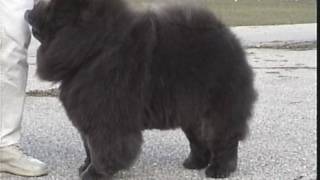 The Chow Chows Stilted Gait [upl. by Redleh]