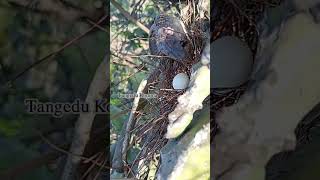 एक साँप पक्षी के घोंसले में अंडे खाता है  seneak attack Bird Egg sneakeating tending [upl. by Atidnan362]