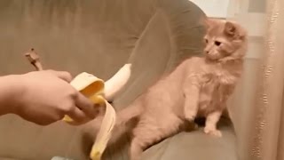 Funny Cats Spooked by Bananas Compilation [upl. by Nelrac]