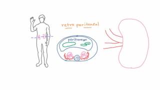 Kidney function and anatomy  Renal system physiology  NCLEXRN  Khan Academy [upl. by Vookles]