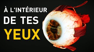 Ce Qu’Il Se Passe A Lintérieur De Tes Yeux [upl. by Leftwich]