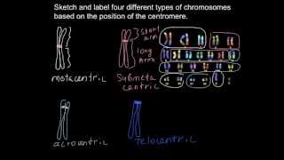 What different types of chromosomes exist [upl. by Mcevoy]