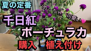 【千日紅 ボーチュラカ】購入 めっちゃ可愛い夏の定番 これからでも間に合う [upl. by Assiluj113]