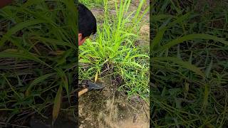 Best Shovel Using To Clear Overgrow Grass [upl. by Pepe]