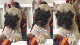 French Bulldog Puppy Calls His Mom Baby Griffin [upl. by Ladiv]