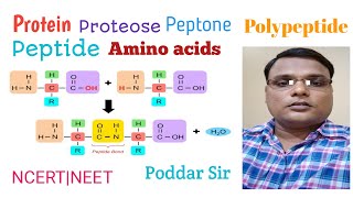 Proteinproteosepeptonepolypeptidepeptideamino acidsbiomoleculesDKPoddar Sir [upl. by Olen]