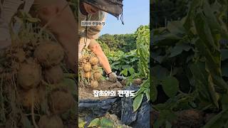 🥔감자밥 감자전 감자튀김 감자조림또 뭐해먹지🥕 [upl. by Anos]