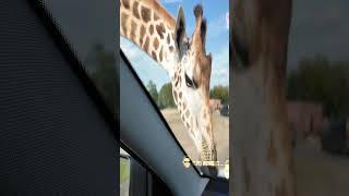 Autosafari Beekse Bergen  Safari Park  Netherlands  Wild animals atrocities  Zoo Tour  shorts [upl. by Hubsher]