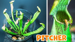 PITCHER Plant Growing Time Lapse 200 Days [upl. by Colp]