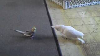 Goffin Cockatoo meets Cockatiel [upl. by Gilroy]