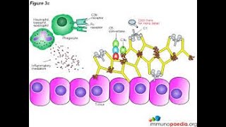 Hypersensitivity 1 S0125 Microbiology MCQs [upl. by Macrae]