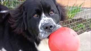 Adorable giant Landseer Newfoundland dog [upl. by Itsyrc549]