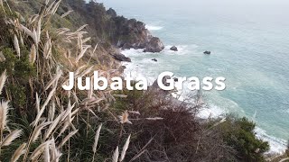 Jubata Grass [upl. by Suhcnip]