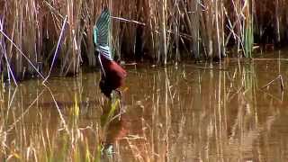 BIRDS OF DE COTA DONANA SPAIN AND EL ROCIO PARQUE NATURAL [upl. by Anelrahs]