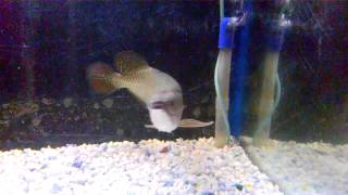 My Golden Pearl Arowana eating Mouse [upl. by Russia]