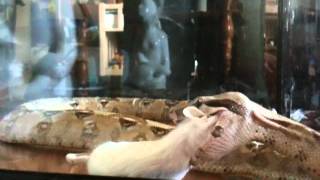 Boa Constrictor Snake Eating Mouse Dinner [upl. by Vassily492]