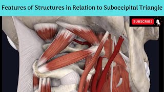 Features of the Contents amp Structures in the roof of Suboccipital Triangle  Cisternal Puncture [upl. by Gottlieb]