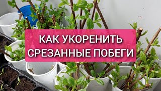 Как укоренить срезанные побеги Черенкование гортензии почкойзелёным побегомДревесное черенкование [upl. by Emsmus]