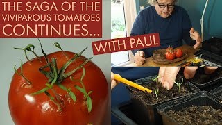 Potting up Viviparous tomatoes with Paul  March 2019 [upl. by Danyluk]