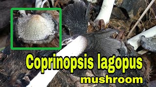 Coprinopsis lagopus on dead coconut tree [upl. by O'Carroll]