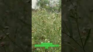 Parthenium hysterophorus tree [upl. by Anad]