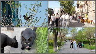 170424 We Kernekhin neghatsrin Florayi aygi Restoranhyuranots ev aygi Nor Nork mekum [upl. by Aniratak]