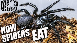 Spiders in Australia  How does a Spider EAT Funnelweb Ep 4 [upl. by Nauqram]