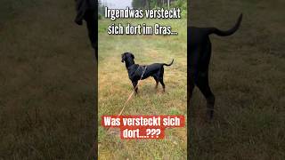 Da lauert was im Gras… jagdhunde dogs jagd [upl. by Dam170]