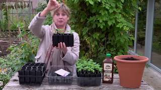 How to Sow Sweet Peas [upl. by Dettmer]