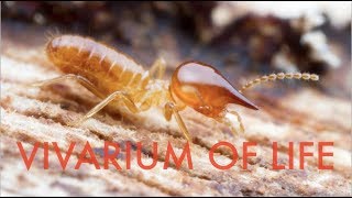 Keeping KAMIKAZE termites  Vivarium updatehow to keep termites [upl. by Reinertson]