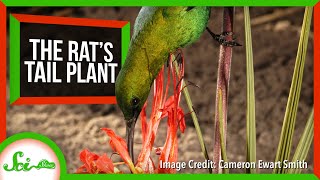 The Plant That Grows Perches for Birds [upl. by Lindsey]