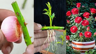 Propagate rose tree from rose cuttings very fast with onions [upl. by Falk]