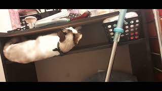 Cat Slips And Falls Down While Attempting To Play Inside Table Cabinet  1263545 [upl. by Yuht]