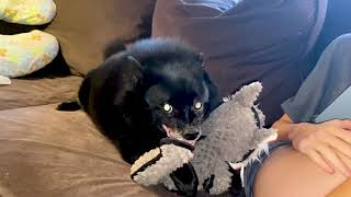 Schipperke Goes Absolutely Crazy Over New Toy [upl. by Birmingham818]