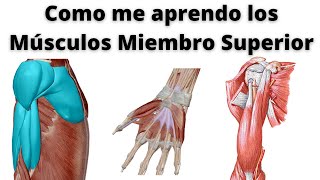 COMO APRENDER LOS MÚSCULOS DEL MIEMBRO SUPERIOR [upl. by Ennahs]